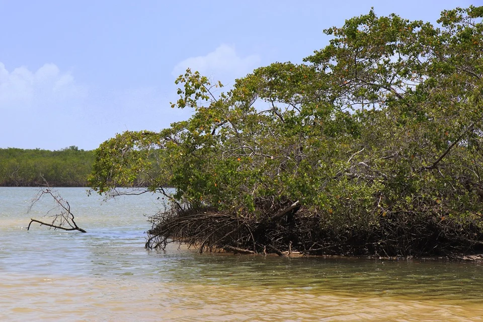 Crôa do Goré